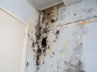 About Basement Mold Remediation North Bend - basement mold remediation experts in North Bend