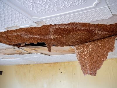 Professional basement mold remediation services in North Bend - Basement Mold Remediation North Bend